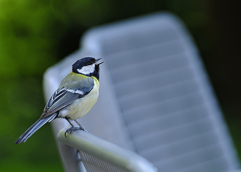 24 Tiere-Vogel-D33_5781-als-Smart-Objekt-1.jpg - Im Kurpark